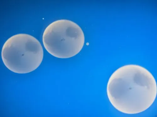 romulus,two white bubbles are floating together on a blue background,ellipsoids,spherules,microspheres,phyllodesmium,coliforms,oviducts