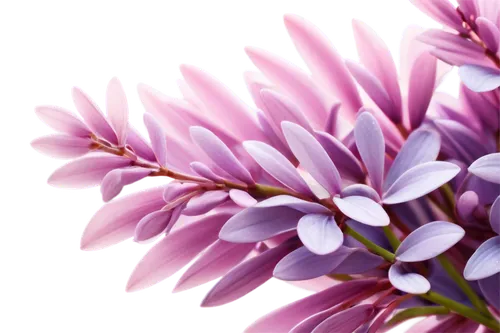 chrysanthemum background,purple chrysanthemum,pink chrysanthemum,flowers png,violet chrysanthemum,pink chrysanthemums,chrysanthemum,celestial chrysanthemum,pink hyacinth,flower background,chrysanthemum flowers,anemone purple floral,floral digital background,lilac flower,chrysanthemum cherry,blue chrysanthemum,flower wallpaper,purple anemone,pink anemone,african daisy,Illustration,Black and White,Black and White 27