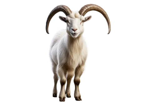 Transparent goat, white fur, horns, beard, standing, front view, realistic, detailed texture, soft focus, warm lighting, cinematic composition, shallow depth of field, grassland background implied.,an