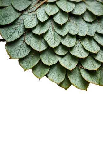 water lily leaf,lotus leaves,lotus leaf,gunnera,grape leaf,ginkgo leaf,tropical leaf pattern,leaf pattern,beech leaf,nasturtium leaves,acorn leaf,leaf macro,leaf background,leaf structure,magnolia leaf,fern leaf,tropical leaf,green leaf,raspberry leaf,chestnut leaf,Art,Artistic Painting,Artistic Painting 49