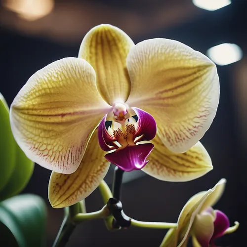 Beautiful orchid flower,moth orchid,orchid flower,phalaenopsis equestris,christmas orchid,phalaenopsis,phalaenopsis sanderiana,yellow orchid,orchid,mixed orchid,orchids,orchids of the philippines,butt