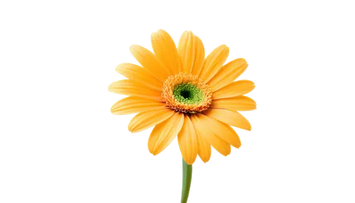 yellow gerbera,flowers png,yellow calendula flower,sunflower lace background,gerbera flower,calenduleae,calendula,calendula flower,helianthus,gerbera,gazania,small sun flower,yellow chrysanthemum,south african daisy,calendula officinalis,yellow flower,helianthus sunbelievable,african daisy,rudbeckia,flower background,Illustration,Retro,Retro 09