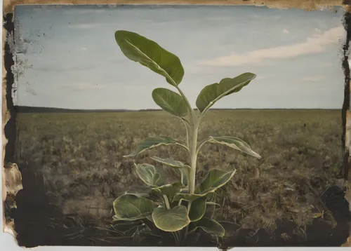 portfolio/Night Plant - 60x72 oil on canvas by Matt Kaplinsky.jpg,soybean,green soybeans,soybeans,ambrotype,broad bean,crop plant,milkweed,sugar beet,sea beet,monocotyledon,beefsteak plant,saltbush,sm