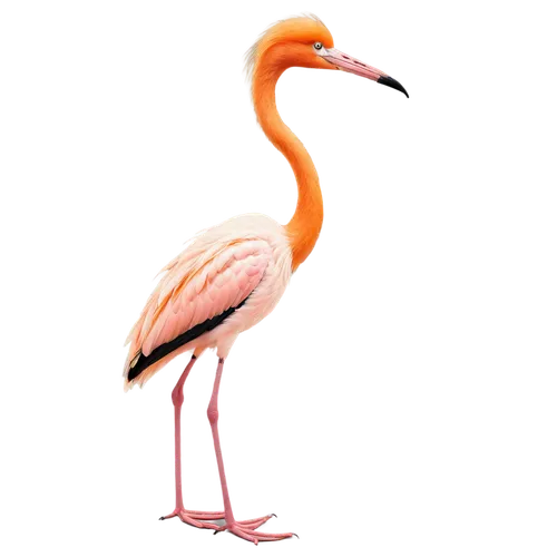 greater flamingo,flamingo,pink flamingo,flamingo pattern,cuba flamingos,two flamingo,flamingo with shadow,flamingo couple,crane-like bird,flamingos,lawn flamingo,grey neck king crane,bird png,stork,flamingoes,a species of marine bird,white pelican,ibis,great white pelican,pink flamingos,Illustration,Japanese style,Japanese Style 08