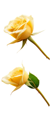 yellow rose background,flowers png,flower background,gold yellow rose,yellow roses,gold flower,golden flowers,flower wallpaper,cut flowers,tulip background,paper flower background,rose png,yellow rose,floral digital background,artificial flowers,gold bud flower,minimalist flowers,fallen flower,flower gold,dry flowers,Conceptual Art,Daily,Daily 20