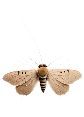 bombyliidae,bombycidae,chelydridae,gypsy moth,melanargia,deaths head hawk-moth,melitaea,argynnis,bombyx mori,tachinidae,geophaps plumifera,butterfly moth,vanessa cardui,silver-striped- hawk-moth,butterfly vector,hesperia (butterfly),underwing moths,hawkmoth,willow-herb-hawk-moth,pellucid hawk moth,Art,Classical Oil Painting,Classical Oil Painting 22