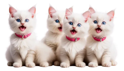 catterns,pussycats,cat pageant,siamese cat,funny cat,kittens,white cat,catsoulis,pink cat,kittenish,felids,blue eyes cat,georgatos,lolcats,siamese,cats,whiskas,snowcats,cat family,cuecat,Illustration,Vector,Vector 12