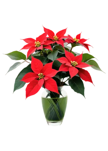 poinsettia,christmas flower,poinsettia flower,flower of christmas,poinsettias,xmas plant,flower christmas,christmas rose,flower of december,christmas motif,christmas background,holly wreath,wreath vector,christmasbackground,flowers png,santan,red snowflake,christmas bells,christmas border,red gift,Photography,Documentary Photography,Documentary Photography 25