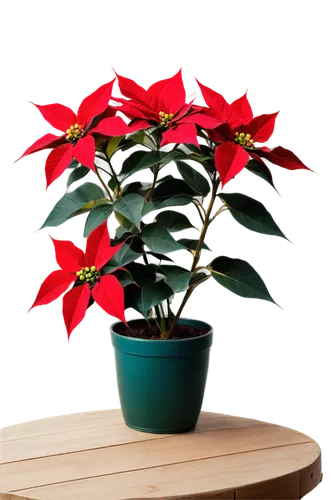 poinsettia,poinsettias,xmas plant,poinsettia flower,christmas flower,flower of christmas,potted tree,potted plant,santan,flower christmas,flower of december,ornamental plant,psychotria,indoor plant,photinia,houseplant,bierenbaum,ornamental peppers,holly leaves,christmas bells,Photography,Black and white photography,Black and White Photography 11