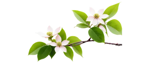 White dogwood flowers, blooming branches, delicate petals, soft pink color, gentle morning dew, warm sunlight filtering through leaves, shallow depth of field, 3/4 composition, cinematic lighting, vib