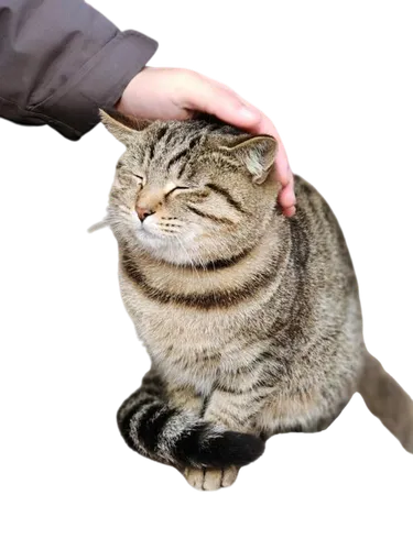 petsamo,erakat,persianized,petting,pawlawski,emogi