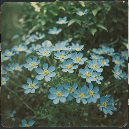 The image features a dense cluster of light blue flowers with slender green leaves. The flowers have five petals each, with some displaying a subtle yellow center. The background is rich with dark gre