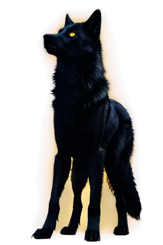 schipperke,black shepherd,belgian shepherd dog,belgian shepherd,black german shepherd,black norwegian elkhound,constellation wolf,king shepherd,eurasier,swedish lapphund,finnish lapphund,wolfdog,saarloos wolfdog,wolf,canidae,german shepherd,gsd,shiloh shepherd dog,scottish terrier,european wolf,Illustration,Paper based,Paper Based 20