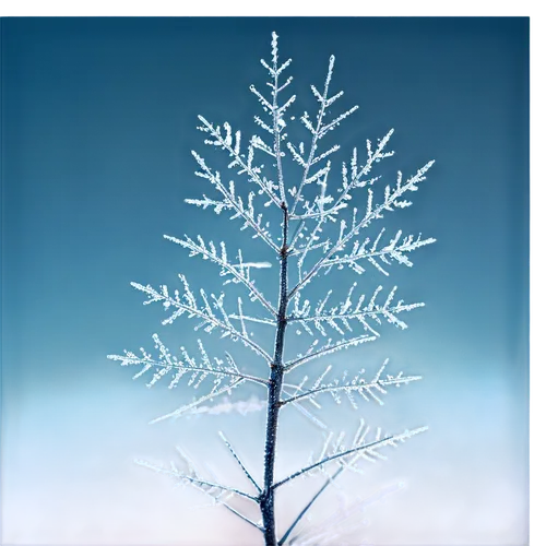 hoarfrost,snowflake background,blue spruce,snow tree,blue snowflake,winter background,fir needles,heracleum (plant),watercolor pine tree,winter tree,fir-tree branches,frost,the first frost,christmas snowflake banner,snowy tree,fir branches,fir tree decorations,winter aster,white snowflake,ice crystal,Art,Artistic Painting,Artistic Painting 39