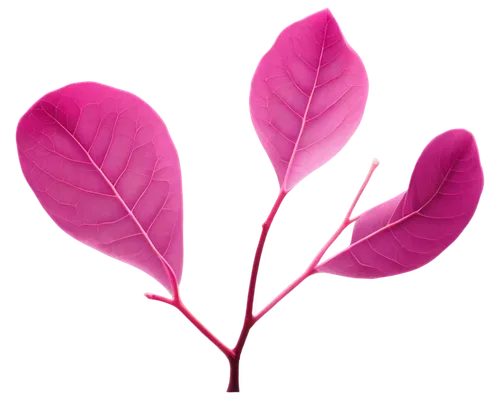 spring leaf background,pink background,leaf background,pink floral background,pink plumeria,dribbble,pink vector,heart pink,anthurium,pink magnolia,dribbble icon,magenta,magnolia leaf,neon valentine hearts,deep pink,flower background,dribbble logo,tropical leaf,flowers png,tropical floral background,Photography,Documentary Photography,Documentary Photography 15