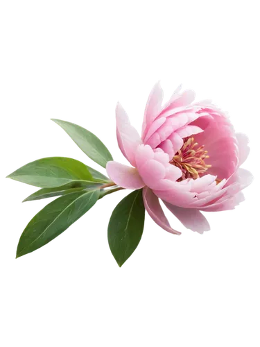 flower wallpaper,flower background,pink peony,peony pink,chrysanthemum background,pink floral background,flowers png,peony,paper flower background,common peony,floral digital background,pink flower,flower illustrative,pink chrysanthemum,pink water lily,japanese anemone,rose flower illustration,japanese floral background,flower pink,dahlia pink,Conceptual Art,Fantasy,Fantasy 10