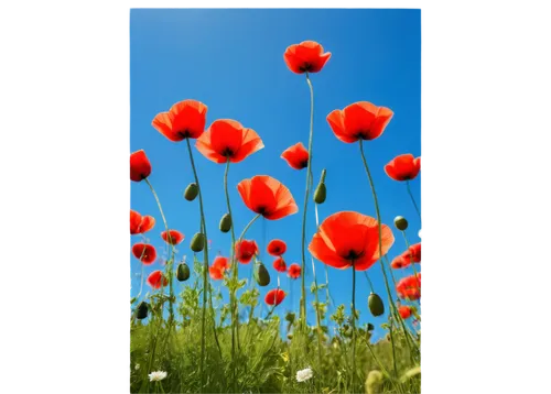 poppy flowers,klatschmohn,flower background,poppy fields,poppies,red poppies,mohn,poppy field,red poppy,tulip background,flowers png,field of poppies,poppy plant,poppy flower,floral digital background,red anemones,orange poppy,papaver,iceland poppy,red poppy on railway,Conceptual Art,Graffiti Art,Graffiti Art 05