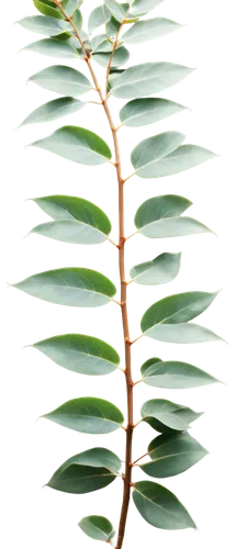 Eucalyptus tree, close-up, detailed leaves, aromatic scent, slender branches, rough bark, morning dew, soft natural light, shallow depth of field, warm color tone, cinematic composition, 3/4 view, rea