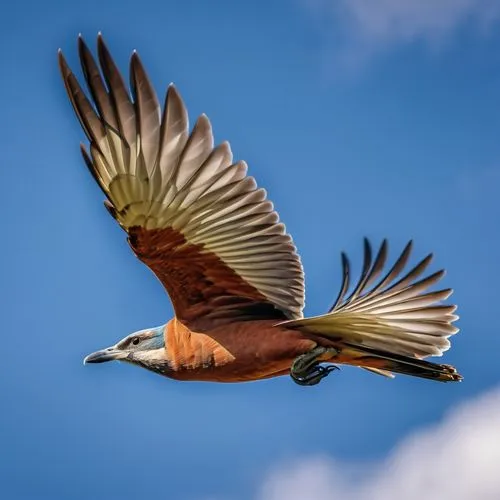 red tailed kite,bird in flight,brahminy kite,in flight,red kite,rufous,crane bird flying,bird flying,harris hawk in flight,passenger pigeon,bird flight,grey heron in flight,hoatzin,vuelo,spinifex pigeon,windhover,garrison,crested caracara,flying and feeding,migratory bird,Photography,General,Realistic