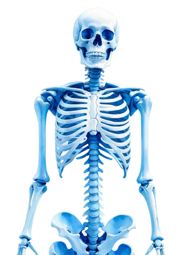 skeletal,skeleton,human skeleton,vintage skeleton,calcium,skeletal structure,skeleltt,skeletons,medical radiography,bone,day of the dead skeleton,skull bones,bones,radiography,bowl bones,skeleton sections,medical imaging,anatomical,radiology,femur,Illustration,Paper based,Paper Based 25