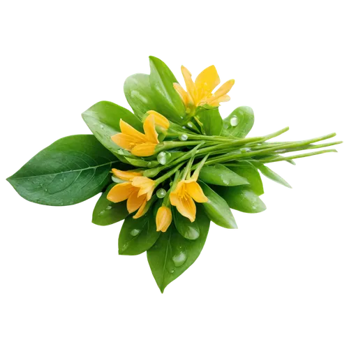 flowers png,ornithogalum,cape honeysuckle,fenugreek,ornithogalum umbellatum,freesia,orange jasmine,peruvian lily,lemon basil,chloraea,kumquat,honeysuckle,rockcress,serrano pepper,cut flowers,carolina jasmine,ylang-ylang,serrano peppers,lemon flower,jasminum sambac,Photography,Documentary Photography,Documentary Photography 21