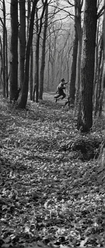 the woods,coppice,ballerina in the woods,copse,coppiced,woodland,beech trees,dark park,forest path,kleinbild film,forest walk,halloween bare trees,the forest,hare trail,woods,hound trailing,haunted forest,wooden path,beech forest,forest dark,Photography,Black and white photography,Black and White Photography 10