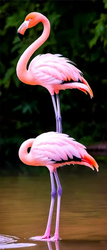 Pink flamingo, standing, long neck, white feathers, pink wings, black beak, bright eyes, morning sunlight, shallow water, rippled reflection, soft focus, warm color tone, cinematic composition, panora