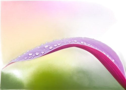 dewdrop,dew drop,dewdrops,dew drops,dew drops on flower,pink morning glory flower,garden dew,dew droplets,morning dew,raindrop rose,droplet,early morning dew,spring leaf background,morning light dew drops,dew,raindrop,flower background,dew on grass,pink tulip,water drop,Illustration,Black and White,Black and White 26