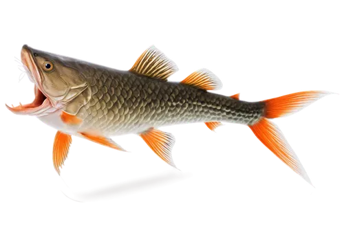 mosquitofish,common carp,stickleback,freshwater fish,killifish,arowana,sticklebacks,waifish,fishbase,fish oil,rapala,forest fish,cyprinus,barbel,gourami,fjord trout,fishof,muskellunge,fish in water,guardfish,Photography,General,Natural