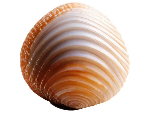 sea shell,spiny sea shell,blue sea shell pattern,snail shell,seashell,chambered nautilus,shell,scallop,marine gastropods,beach shell,clam shell,sea snail,banded snail,sfogliatelle,shells,whelk,bivalve,garden cone snail,agate,nautilus,Illustration,Retro,Retro 02