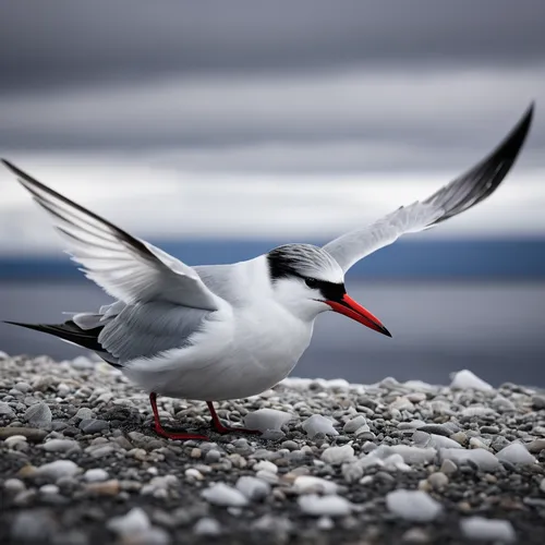 arctic tern,flying common tern,common tern,tern bird,caspian tern,flying tern,tern flying,royal tern,black-headed gull,laughing gulls,black skimmer,forster s tern,fairy tern,tern,sandwich tern,black headed gull,river tern,large white-headed gull,terns,crested terns,Photography,Black and white photography,Black and White Photography 02