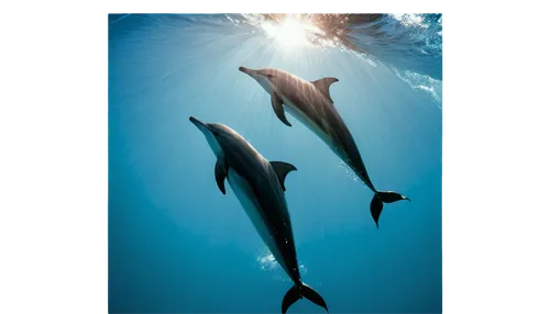 Dolphins, swimming, ocean, tropical, blue water, sunlight reflection, splashing, jumping out of water, dorsal fin, blowhole, shiny skin, social interaction, playful, underwater photography, wide-angle