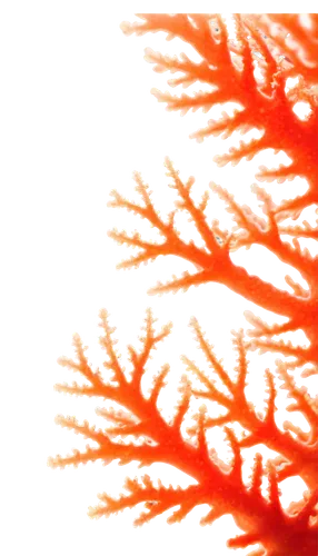 gorgonian,garrisoned,dendrites,hydroids,soft coral,garrison,dendritic,macroalgae,dendrite,garrisons,garriga,light fractal,paphlagonian,orange,lava,deep coral,cytoskeletal,garrisoning,feather coral,sunburst background,Illustration,Black and White,Black and White 15