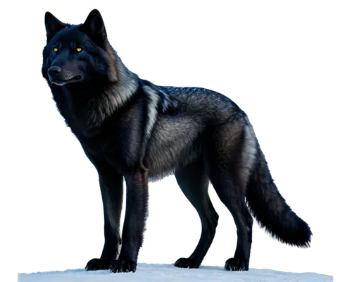 blackwolf,european wolf,constellation wolf,black shepherd,wolfsangel,vulpes vulpes,vulpes,wolstein,gray wolf,tervuren,wolfsschanze,wulfstan,aleu,schindewolf,wolffian,fenrir,canidae,wolfgramm,vulpine,graywolf,Art,Classical Oil Painting,Classical Oil Painting 44