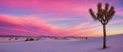 MT-20090108-172718-0036-New-Mexico-White-Sands-National-Monument-yucca-sunset-pink-skies.jpg,white sands national monument,giant yucca,giant palm tree,snow landscape,winter landscape,pink grass,white 