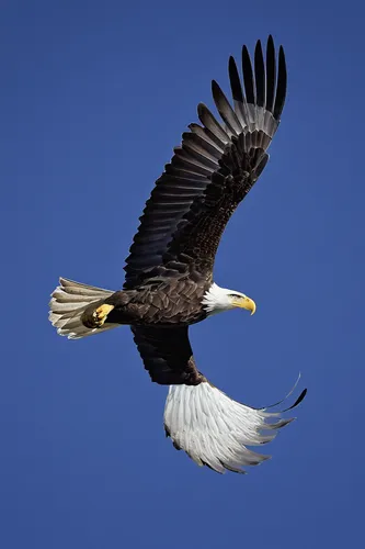 bald eagle,american bald eagle,eagle,eagle silhouette,sea eagle,eagle eastern,eagle vector,bird in flight,african eagle,african fishing eagle,sea head eagle,of prey eagle,eagle drawing,bald eagles,in flight,savannah eagle,eagles,fish eagle,white tailed eagle,white-tailed eagle,Photography,Documentary Photography,Documentary Photography 19