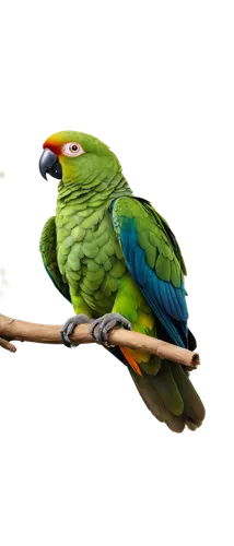 south american parakeet,kakariki parakeet,yellowish green parakeet,yellow green parakeet,green parakeet,caique,green rosella,parakeet,bird png,conure,macaw hyacinth,yellow parakeet,sun parakeet,macaw,cute parakeet,moluccan cockatoo,blue parakeet,rose-ringed parakeet,quaker parrot,perico,Conceptual Art,Daily,Daily 01