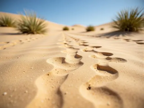 Warm beige sand, coarse granular texture, natural earthy tone, desert landscape, sandy dunes, cactus plants, hot sunny day, clear blue sky, vast open space, organic natural forms, intricate patterns, 