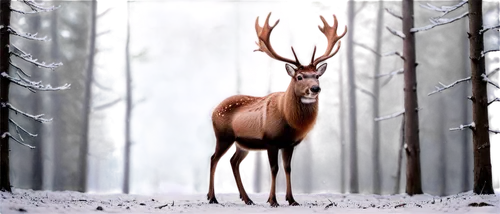 winter deer,european deer,red deer,male deer,deer illustration,pere davids male deer,whitetail,forest animal,pere davids deer,christmas deer,antler velvet,deer,elk,rudolf,young-deer,deers,rudolph,fallow deer,winter animals,white-tailed deer,Photography,Artistic Photography,Artistic Photography 13