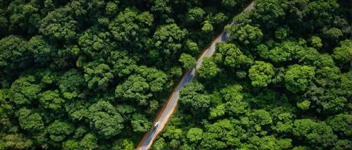 from the air,aerial photograph,overhead view,forest road,flight image,nordschleife,Photography,Documentary Photography,Documentary Photography 23