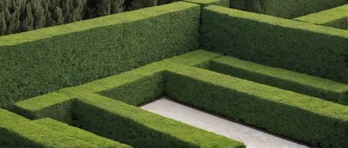 Write a comedic dialogue between two characters who are trying to care for a stubborn hedge rose in their backyard.,maze,block of grass,hedge,isometric,clipped hedge,zigzag background,brick grass,laby