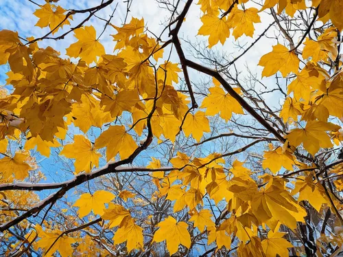 yellow leaves,gold leaves,yellow maple leaf,yellow leaf,autumn gold,maple foliage,leaf maple,fall leaves,leaves in the autumn,colored leaves,norway maple,maple leave,gingko,autumn foliage,autumnal leaves,golden autumn,tree leaves,golden leaf,oak leaves,fall foliage,Illustration,Japanese style,Japanese Style 14