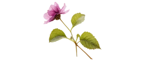 Purple dead nettle, wildflower, wilted petals, dry stem, crumpled leaves, scattered on ground, warm lighting, shallow depth of field, close-up shot, macro photography, natural texture, earthy tone.,fl