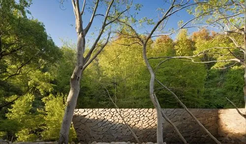 bamboo forest,birch tree background,corkscrew willow,birch forest,aspens,bamboo plants,gaudi park,birch trees,birch tree,robinia,background view nature,background with stones,poplars,quartz sandstone peak woodland landscape,climbing garden,maeght,pollarded willow,birch alley,phyllostachys,bamboo curtain,Photography,General,Realistic