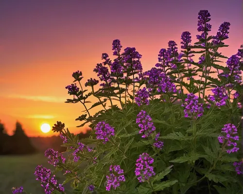 flower in sunset,lupines,verbena,verbena family,lavender flowers,lilac flowers,purple loosestrife,purple flowers,the lavender flower,summer border,lilac umbels,fireweed,lavender flower,lilac flower,lilacs,herbs flowers,violet flowers,perennial plants,self heal,motherwort,Illustration,Vector,Vector 12