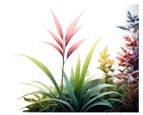 bromeliads,flowers png,bromeliad,floral digital background,bromelia,flower background,tropical floral background,billbergia,pineapple lilies,tillandsia,bromeliaceae,flowering plants,pineapple lily,aloes,flower painting,flower wallpaper,floral background,colorful flowers,gladiolus,watsonia,Photography,Artistic Photography,Artistic Photography 02