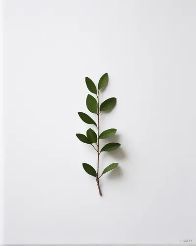 ikebana,curry leaves,walnut leaf,sapling,leaf fern,singleleaf pine,leaf branch,custody leaf,tree leaf,thick-leaf plant,leaf vegetable,young leaf,green folded paper,four-leaf,fern leaf,green leaf,plant stem,minimalist flowers,dry leaf,gum leaves,Illustration,Realistic Fantasy,Realistic Fantasy 41