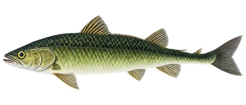 cichla,cichlid,green sunfish,northern largemouth bass,cabezon (fish),bluegill,blue stripe fish,freshwater fish,rock cod,brocade carp,common carp,barramundi,mahi mahi,tobaccofish,perch,fish,forest fish,bass,anthocharis,tritoma,Illustration,Black and White,Black and White 27