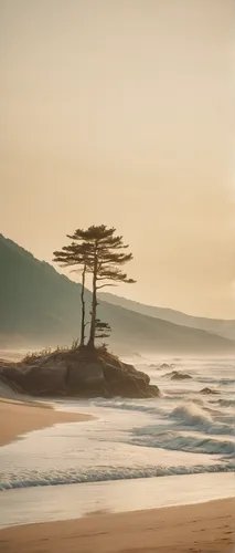 lone tree,beach landscape,pebble beach,carmel by the sea,dune landscape,cape cod,bretagne,beautiful beaches,isolated tree,dune sea,spyglass,sand coast,coastal landscape,pacific coastline,monterey,beach scenery,pine tree,wood and beach,half moon bay,sunrise beach,Photography,Documentary Photography,Documentary Photography 01