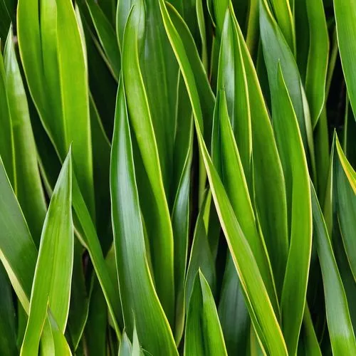 green foliage,green leaves,green wallpaper,cleanup,foliage leaf,spring leaf background,tropical leaf pattern,wheat grass,mandarin leaves,leaves,foliage leaves,block of grass,aspidistra,asparagaceae,bicolor leaves,green plant,citronella,green plants,green background,nizamia,Photography,General,Realistic